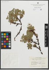 Foto von Salix myrsinites L.